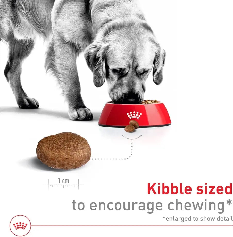 Nutritious Vegetable Flavor Large Adult Dog Food 30 lb, Supports Aging Canines -  Royal Canin